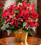Ski Club Poinsettia Fundraiser AND POLL!